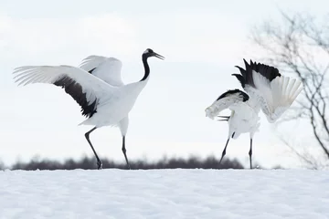 Fotobehang Kraanvogels Red-crowned cranes dancing in Tsurui village  © 雅文 大石