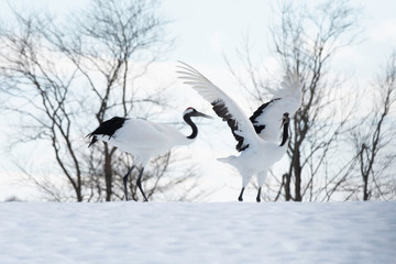 Fototapeta premium Red-crowned cranes dancing in Tsurui village