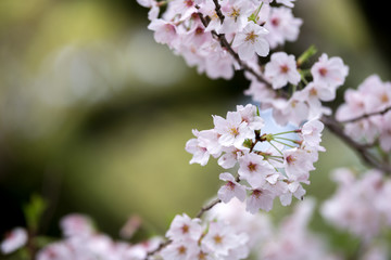 桜の花　春イメージ