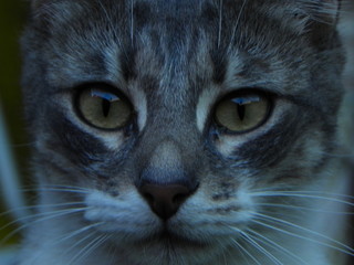 Retrato de gata gris