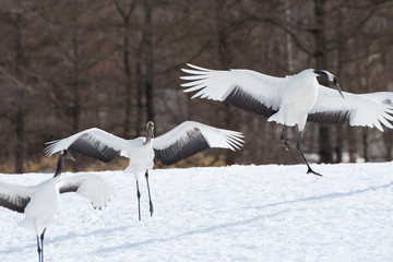 Fototapeta na wymiar Red-crowned crane landing in Tsurui village
