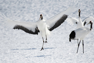 Red-crowned crane landing in Tsurui village
