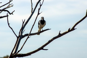 Magpie-Lark at the Australian Arid Lands Botanic Garden, Port Augusta, South Australia, Australia