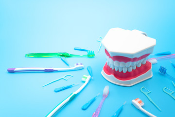 歯磨きのイメージ　歯型模型