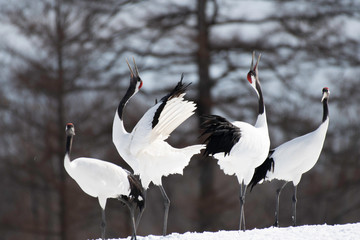 Red-crowned cranes whooping in Tsurui village © 雅文 大石