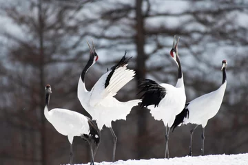 Tragetasche Red-crowned cranes whooping in Tsurui village © 雅文 大石