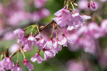 桜の花　春イメージ