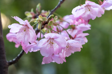 Obraz premium 桜の花 春イメージ