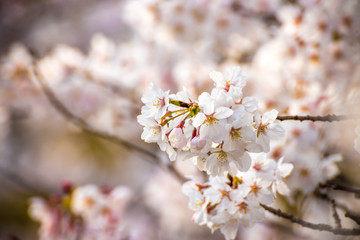 桜の花　春イメージ