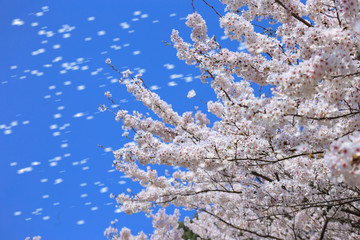 桜の花　春イメージ