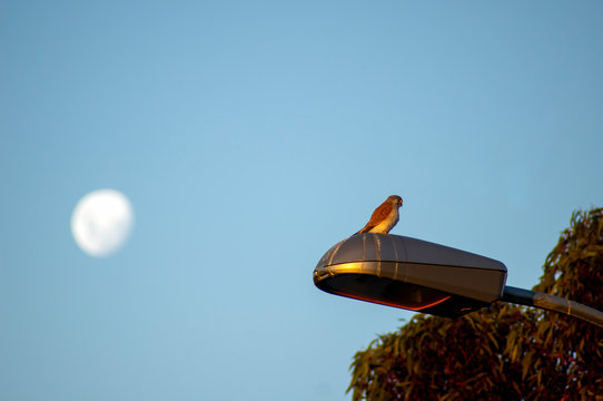 Nankeen kestrel, Whyalla, South Australia, Australia