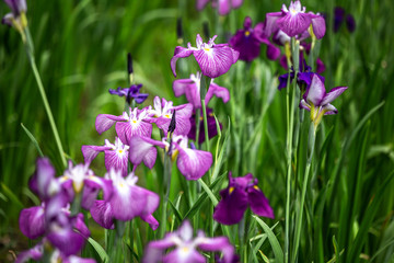 花菖蒲　初夏イメージ