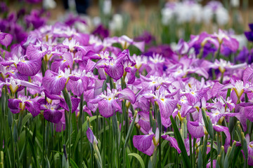 花菖蒲 初夏イメージ