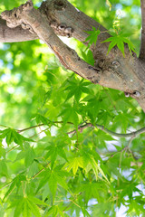 緑のモミジ　初夏イメージ