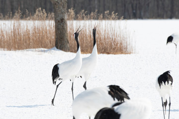 Red-crowned cranes whooping in Tsurui village