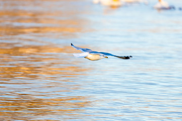 seagull flying over blue water