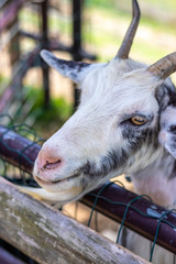 Fototapeta premium 山羊のポートレート