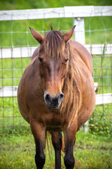 Obraz premium 馬のポートレート