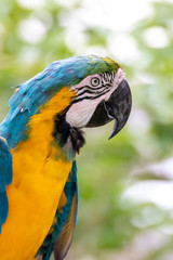 ルリコンゴウインコのポートレート