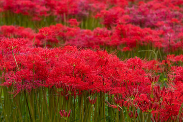 彼岸花畑　秋イメージ