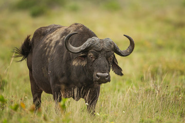 Naklejka premium Cape buffalo