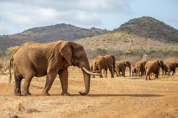 Naklejka na ściany i meble Elephant herd crossing the savannah
