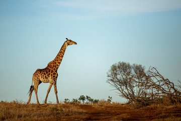Giraffe crossing the savannah