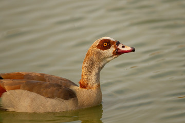 Egyptian Goose