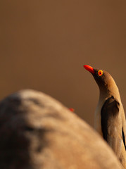 Oxpecker