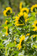 ヒマワリの花　夏イメージ