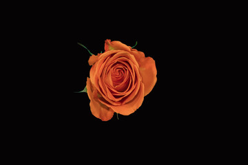 Coral colored rose isolated on a black background