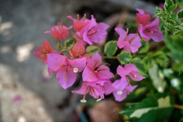 pink flowers in the garden
