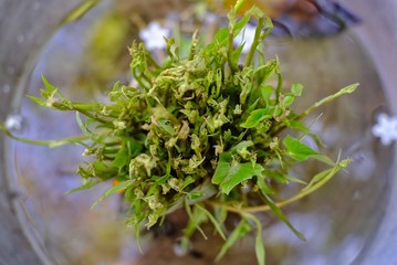 closeup of a plant