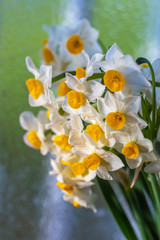 Obraz premium 水仙の花 初春イメージ