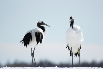 Obraz premium Pair of red-crowned cranes in Tsurui village