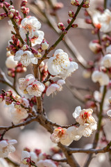 梅の花　和風な新春イメージ