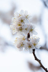 梅の花　和風な新春イメージ