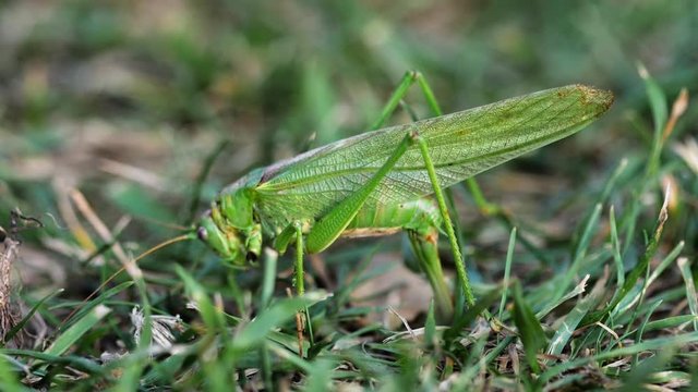 Big green locust female lays eggs