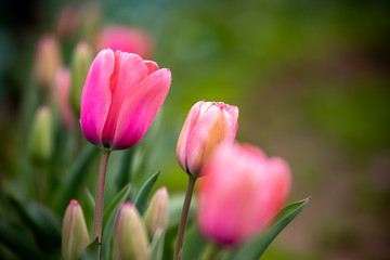 チューリップの花　春イメージ