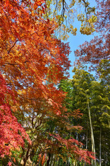 秋に赤くなったカエデと竹林