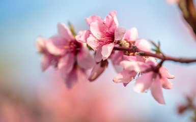Obraz premium 桜の花 春イメージ