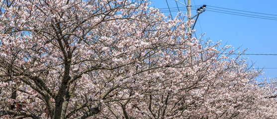 桜の花　春イメージ