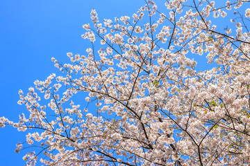 桜の花　春イメージ
