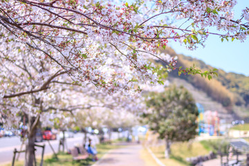 桜の花　春イメージ