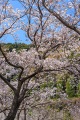 桜の花　春イメージ