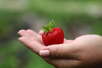 Fruit background. Side view of a strawberry on a female hand on a berry. Beautiful large red...