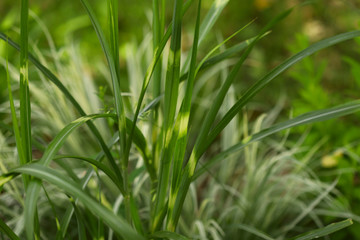 Fototapeta na wymiar Blurred natural green background of plants. Beautiful inflorescences of field grass close-up on a background of green meadow. Side view, horizontal, free space. Nature concept.