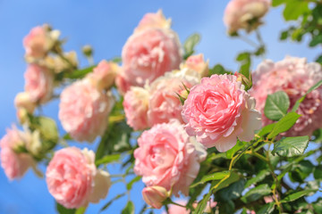 バラの花