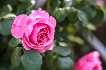 バラの花