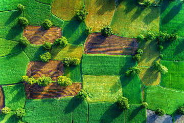 aerial view of rice fields in Mekong Delta, Tri Ton town, An Giang province, Vietnam. Ta Pa rice...